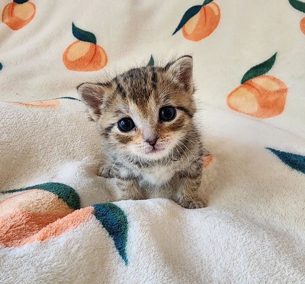 tiny tabby kitten