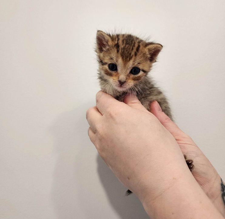 Tiny Kitten Spotted Outside Abandoned Shows So Much Strength, Now Has a Cat  to Watch Her Grow - Love Meow