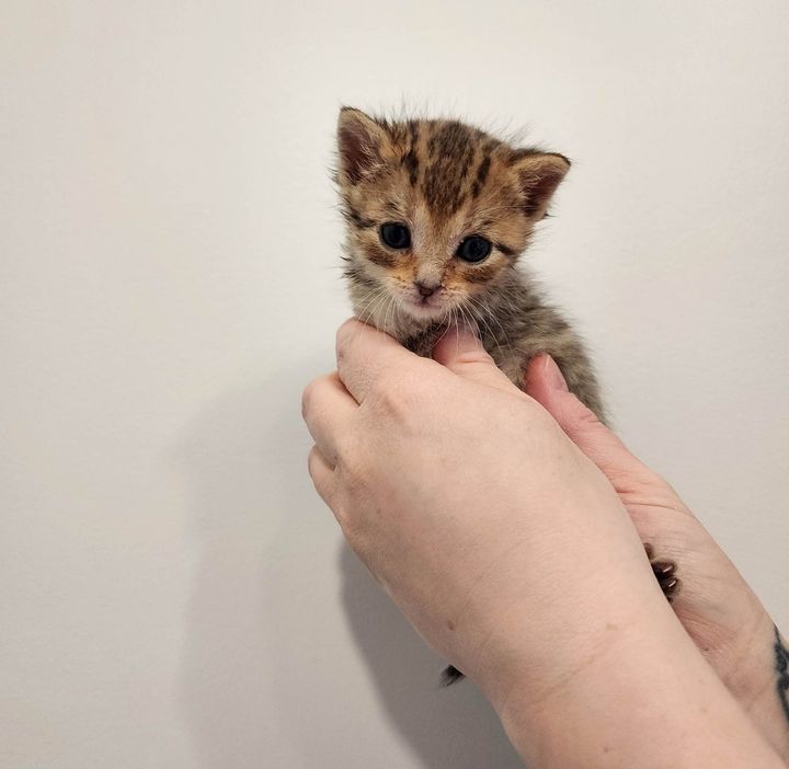 orphan kitten tiny