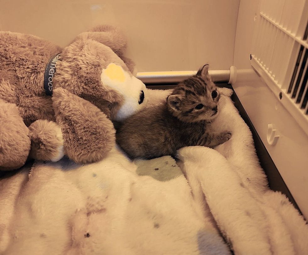 orphan kitten rescue