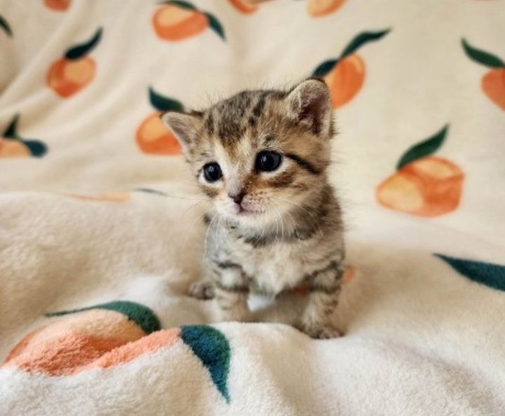 cute tabby kitten peach