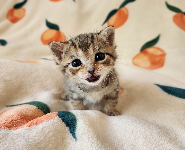 cute kitten teeth smile