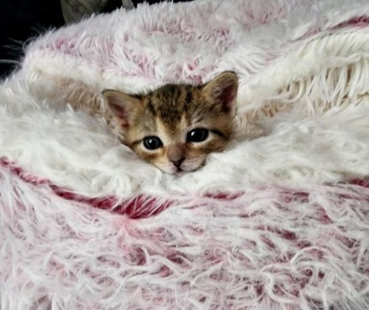 kitten fluffy blanket