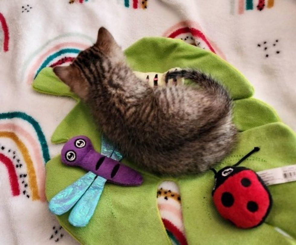 cute kitten snuggly toys