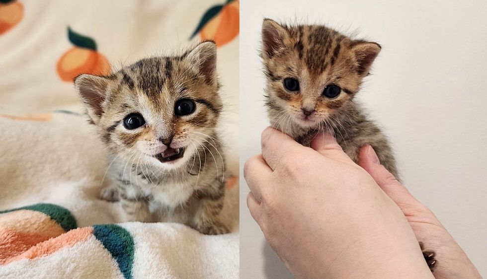 Kitten Spotted on a Lawn Thanks to Her Big Voice and Unwillingness to Give Up, Her Life is Forever Changed