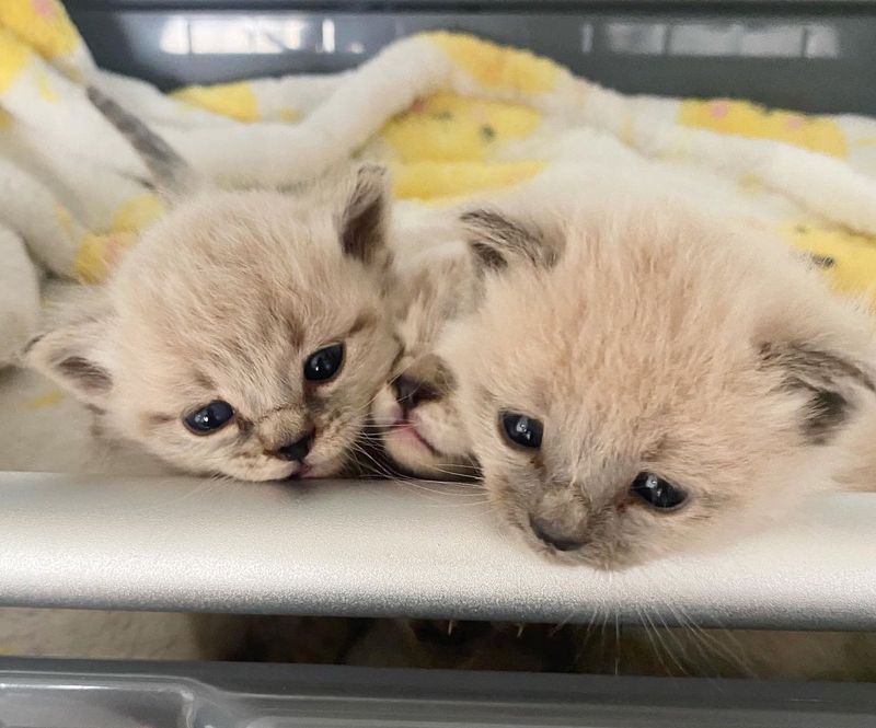 tiny kittens seal points