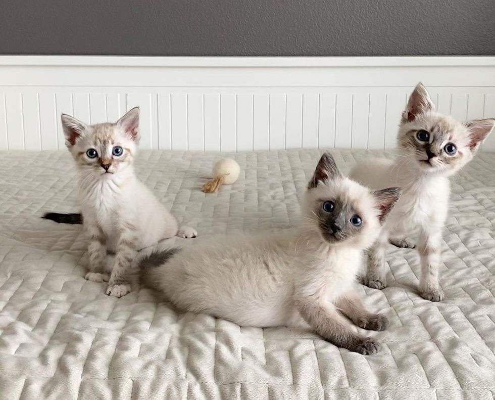 trio kittens seal point