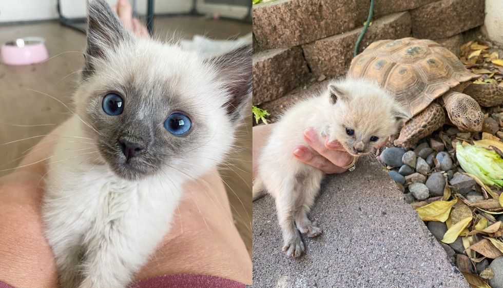 Couple Finds a Kitten in Their Yard and Their Tortoise Comes Out of His Burrow with a Second One