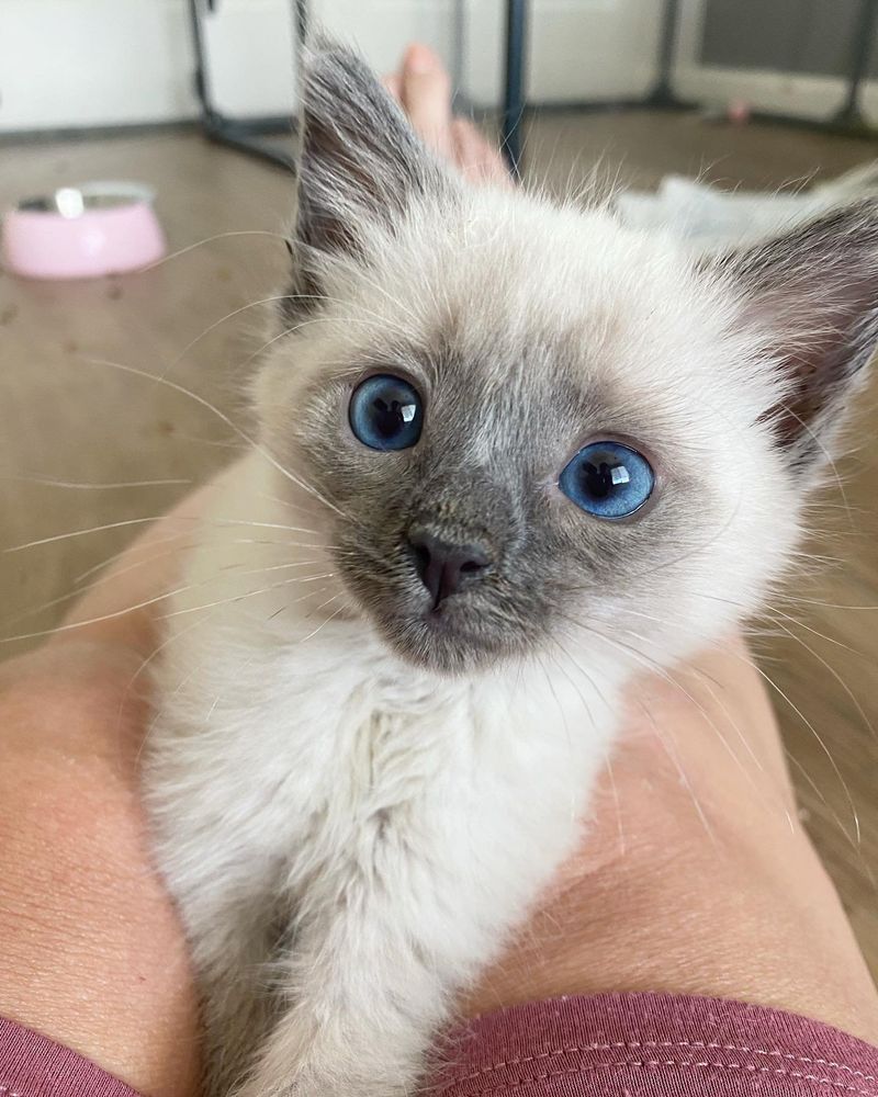 sweet lap kitten