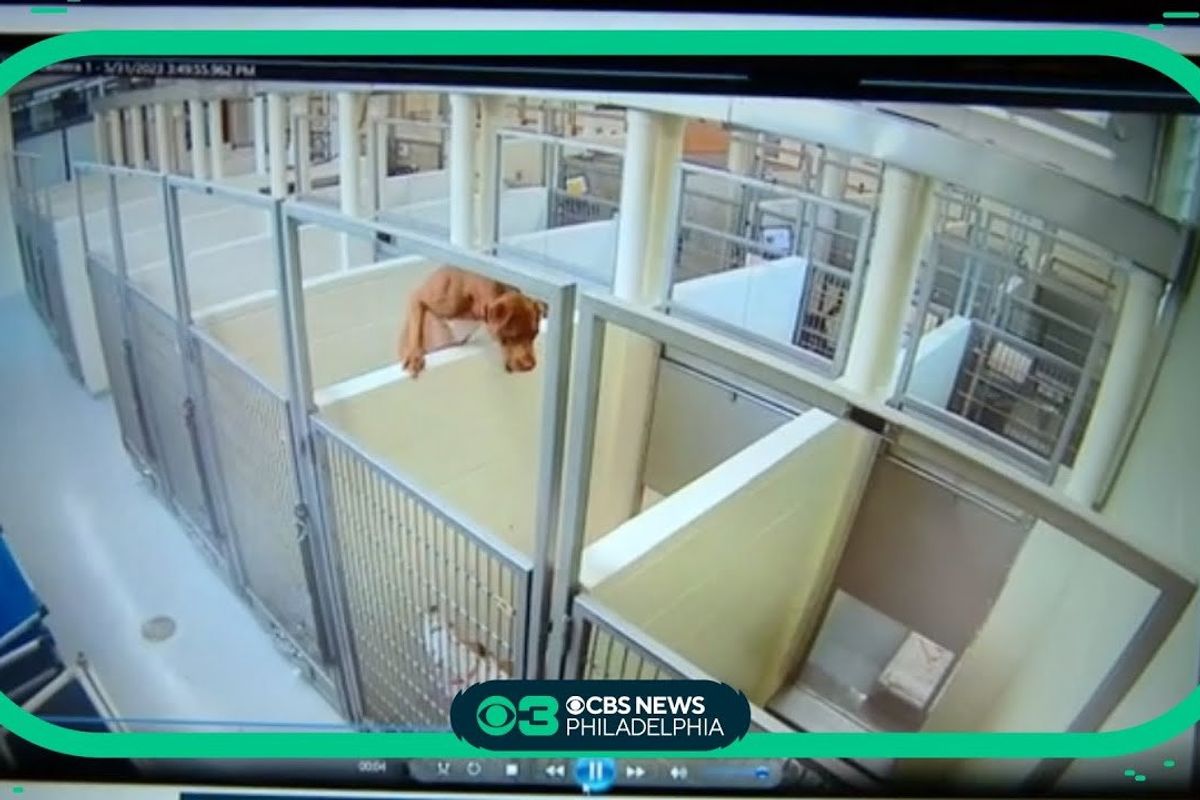 dog videos; dog rescues; adopt don't shop; animal shelters