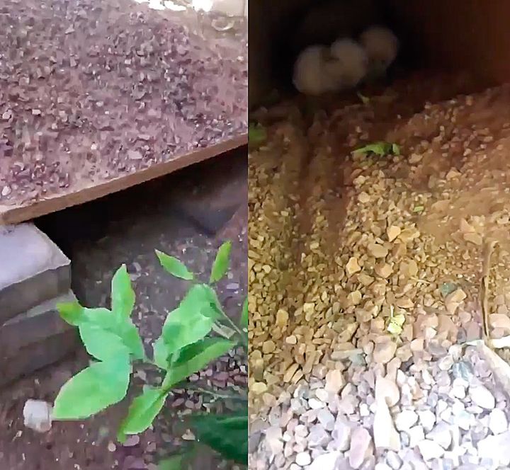 kittens born in tortoise burrow
