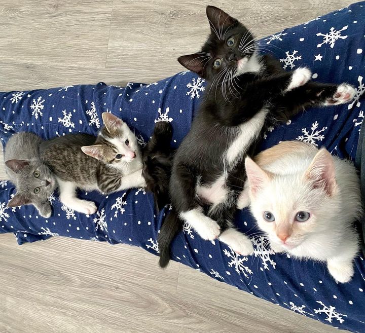 lap kittens cute