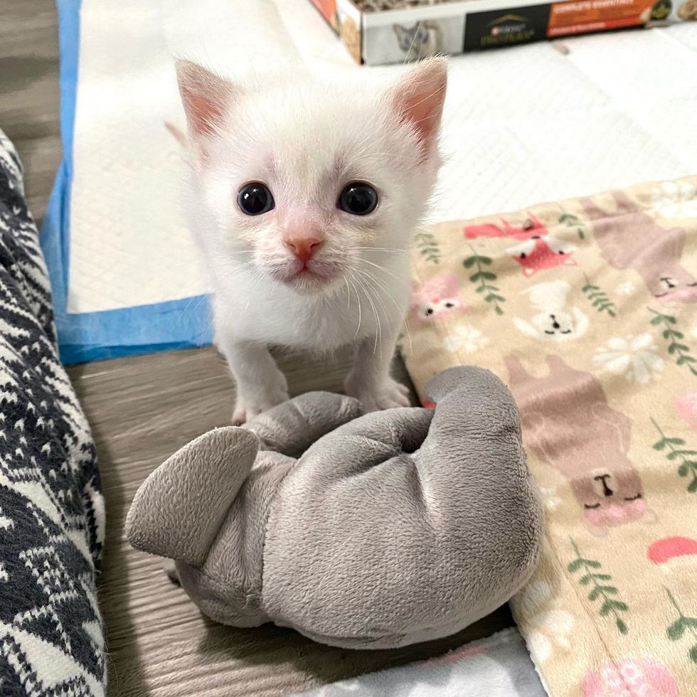 tiny kitten sweet