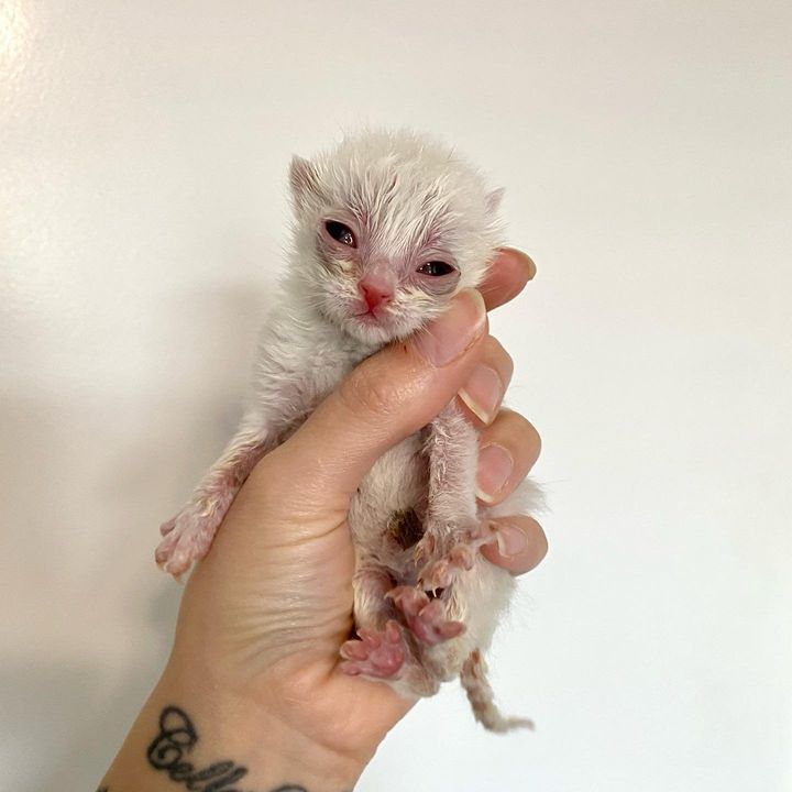tiny rescued kitten