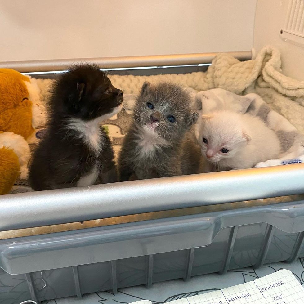 sweet kittens incubator