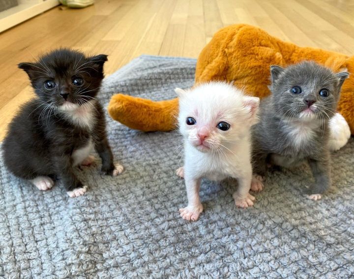 kittens trio cute