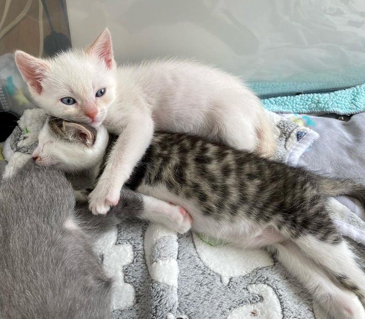 cute kittens cuddles