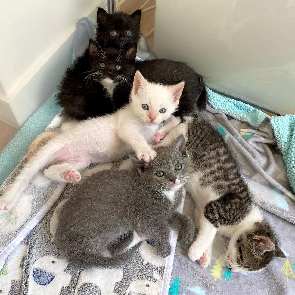 foster kittens cuddle friends