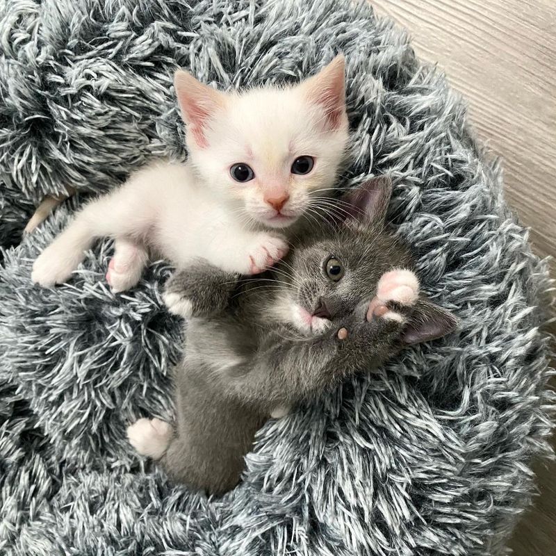 snuggly kittens