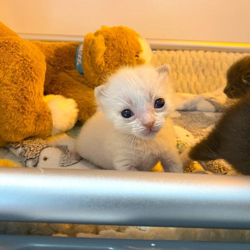 tiny kitten sebastian