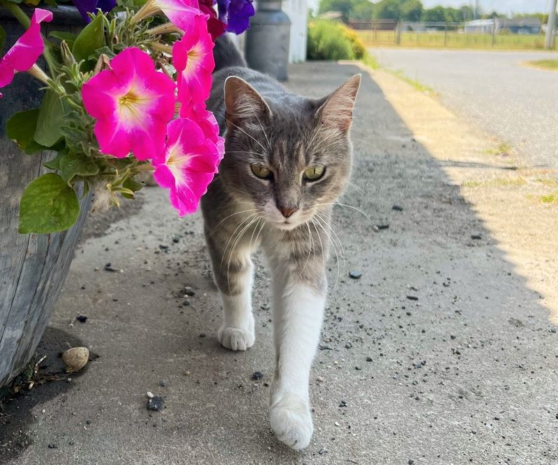 farm barn cat