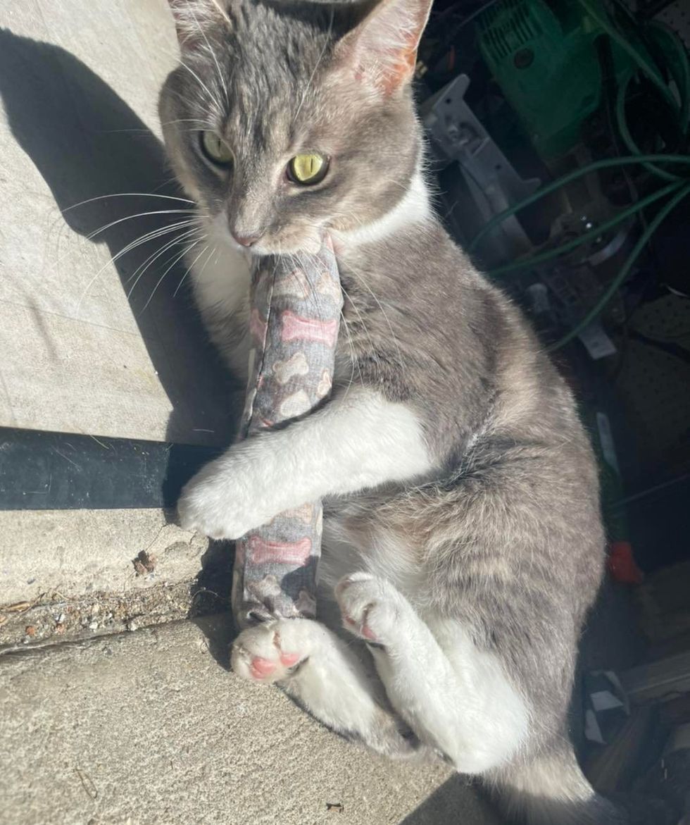 stray cat playful