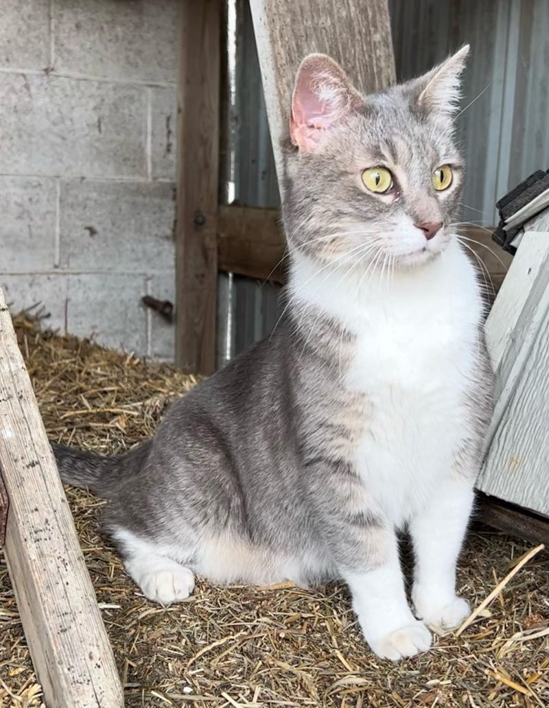 farm cat monica