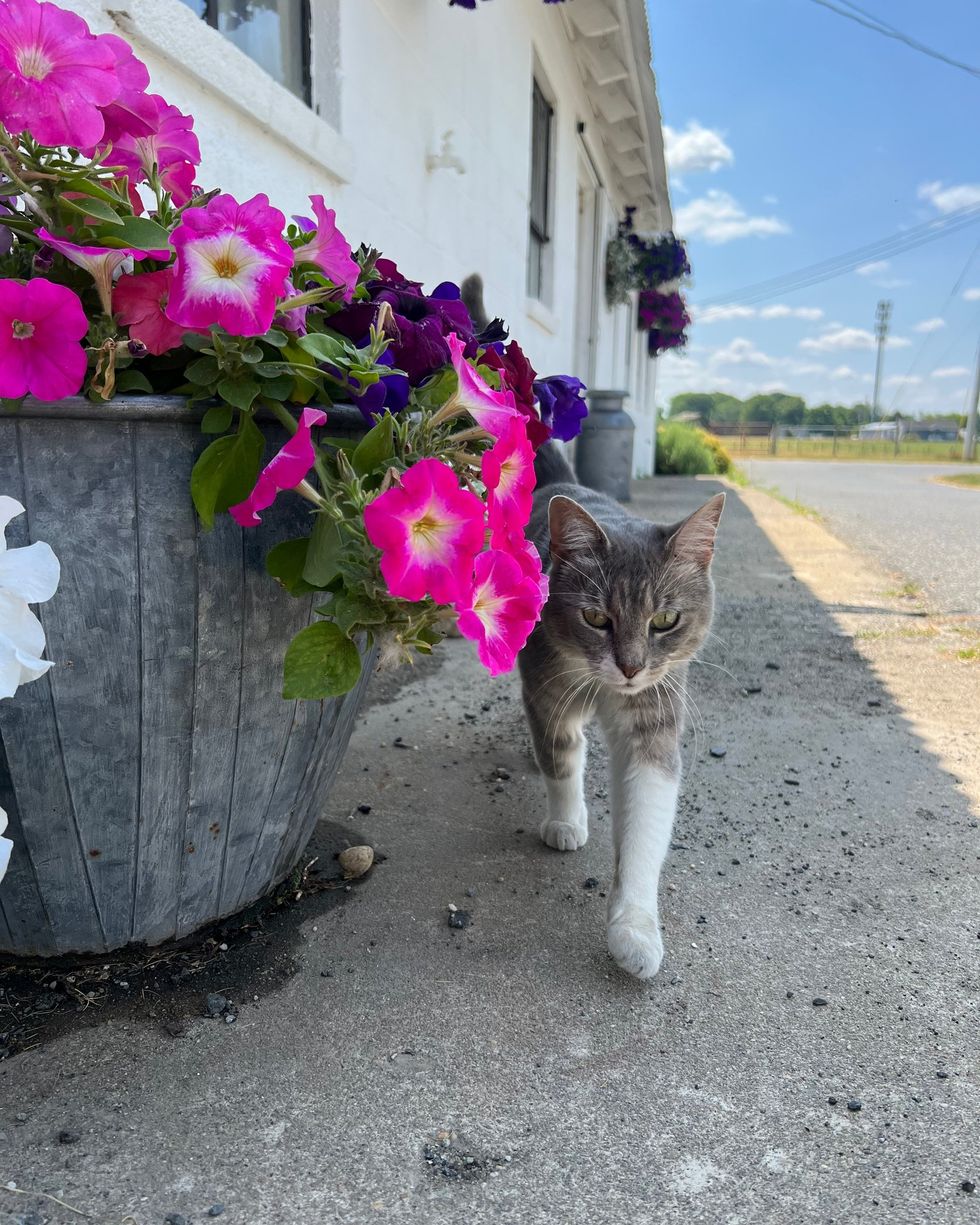 farm cat boss monica