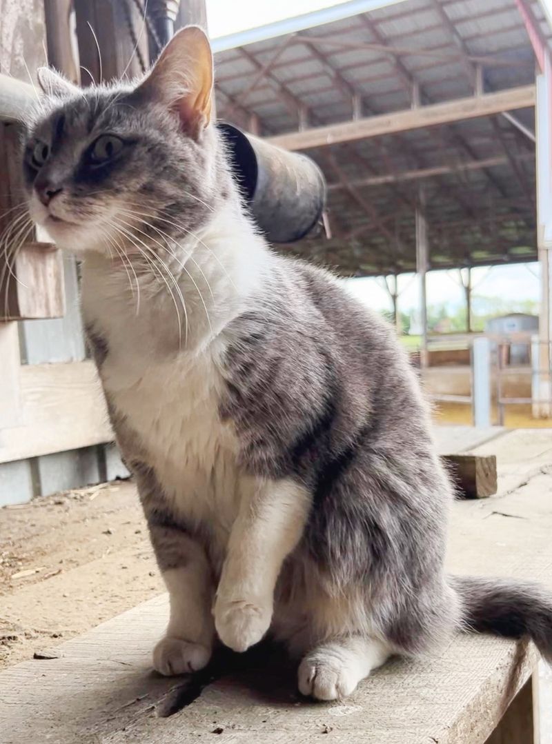 farm cat monica