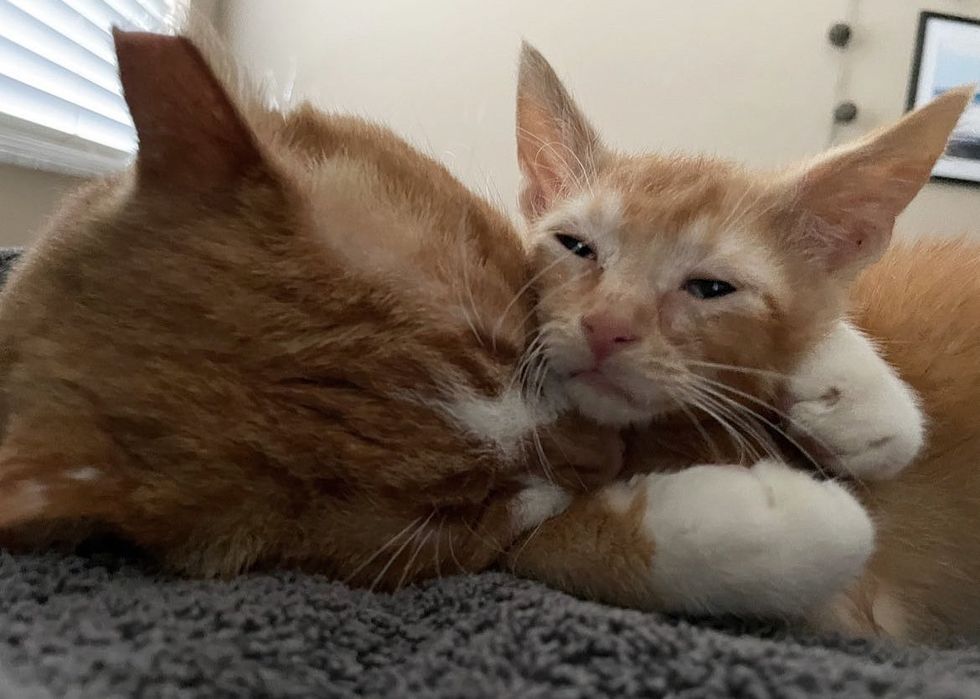 cat hugs kitten orange