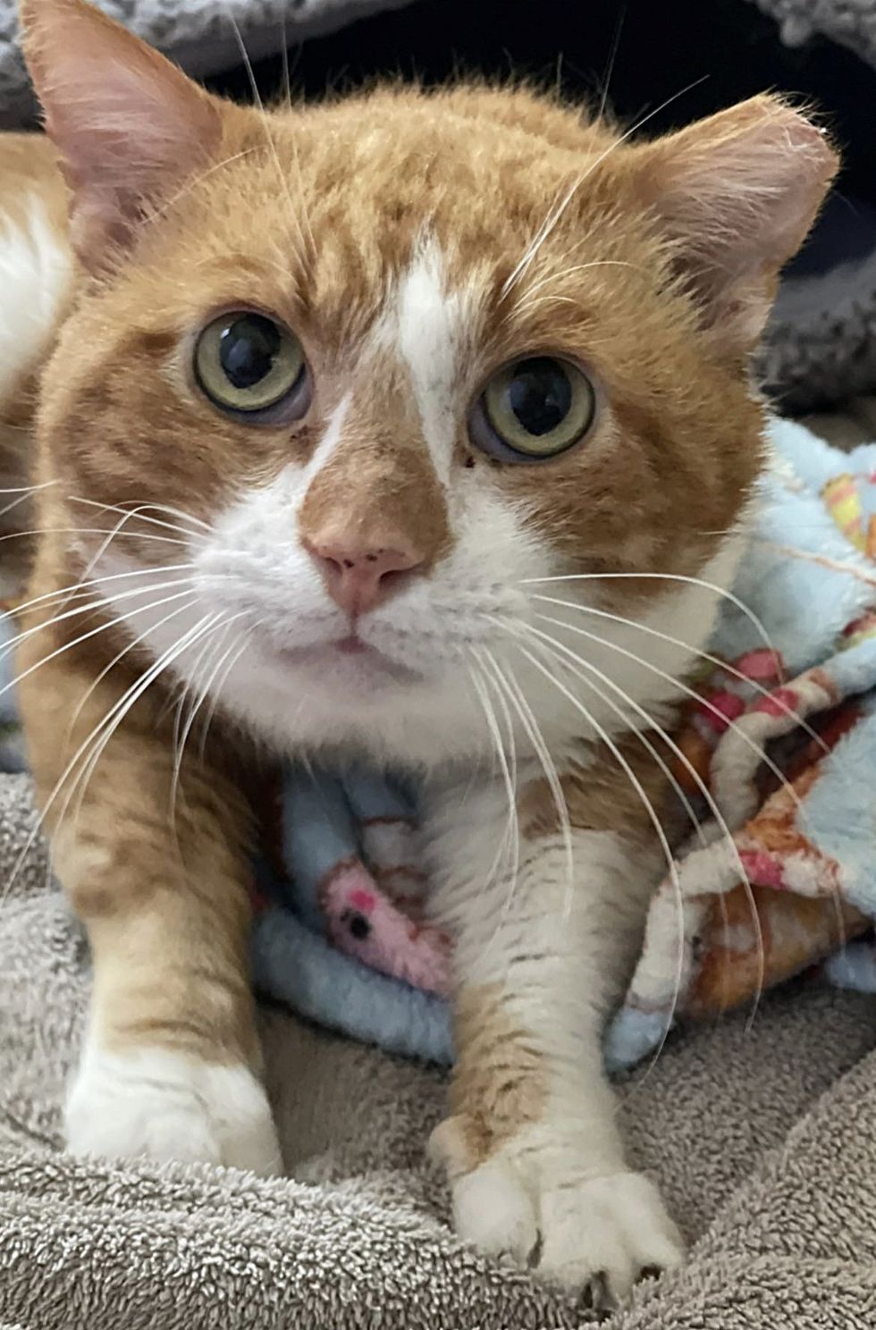 Happy Kneading Cat Mickey