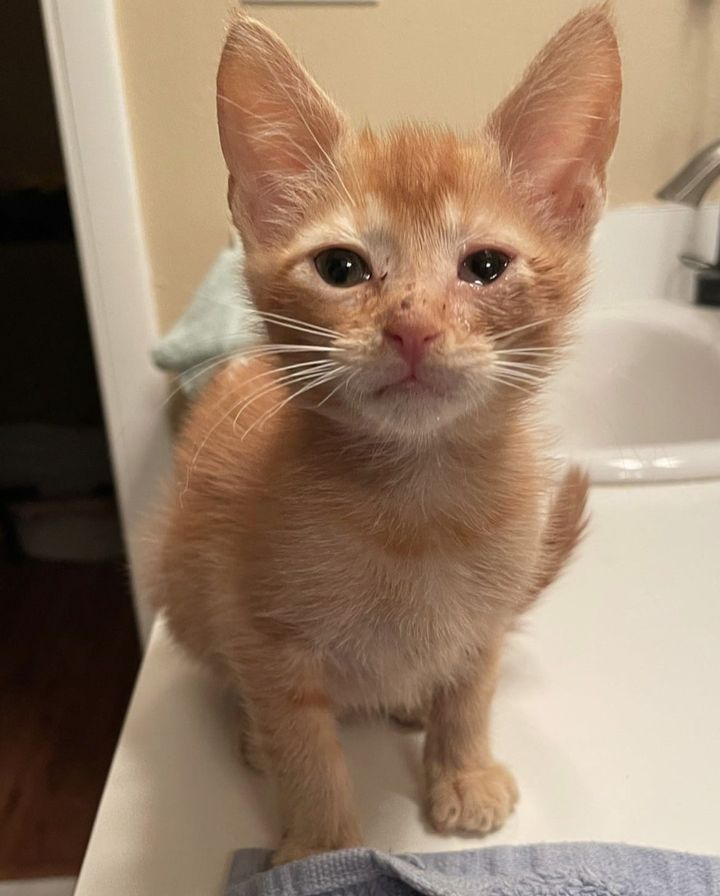 orphan kitten orange