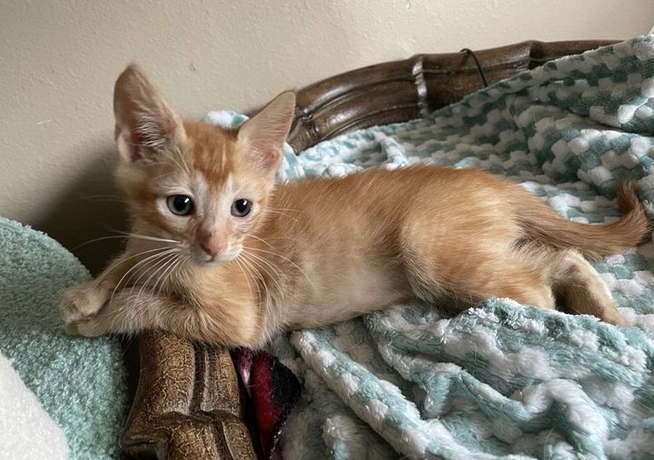 orange kitten link