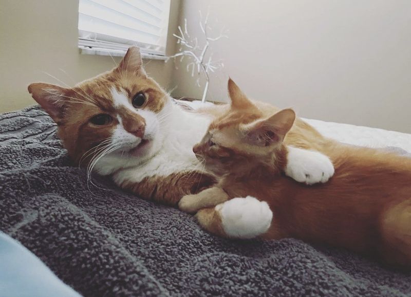 cat hugs kitten orange