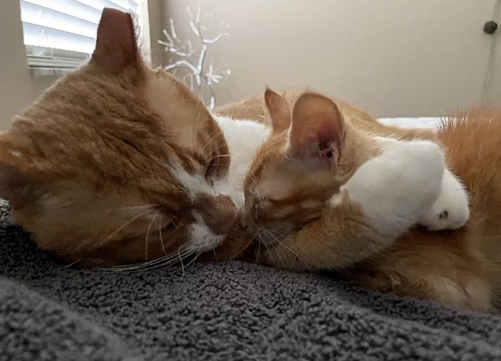 cat gently hugs kitten