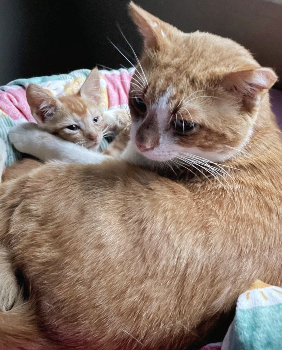 cat gently hugs kitten