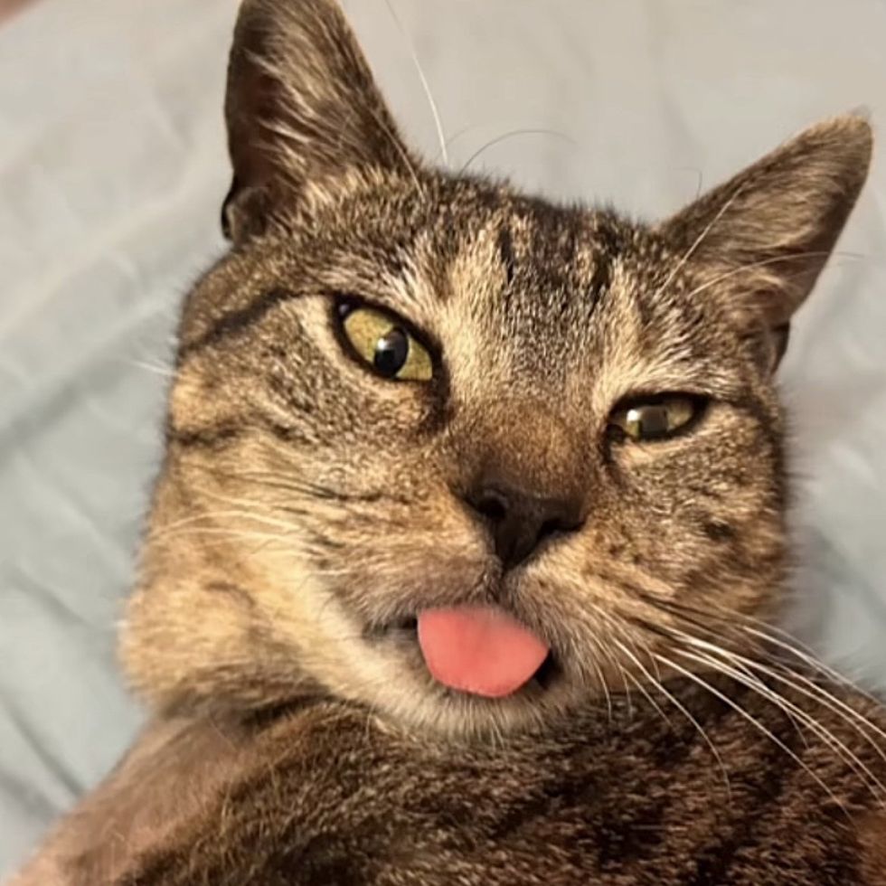 tabby cat tongue out