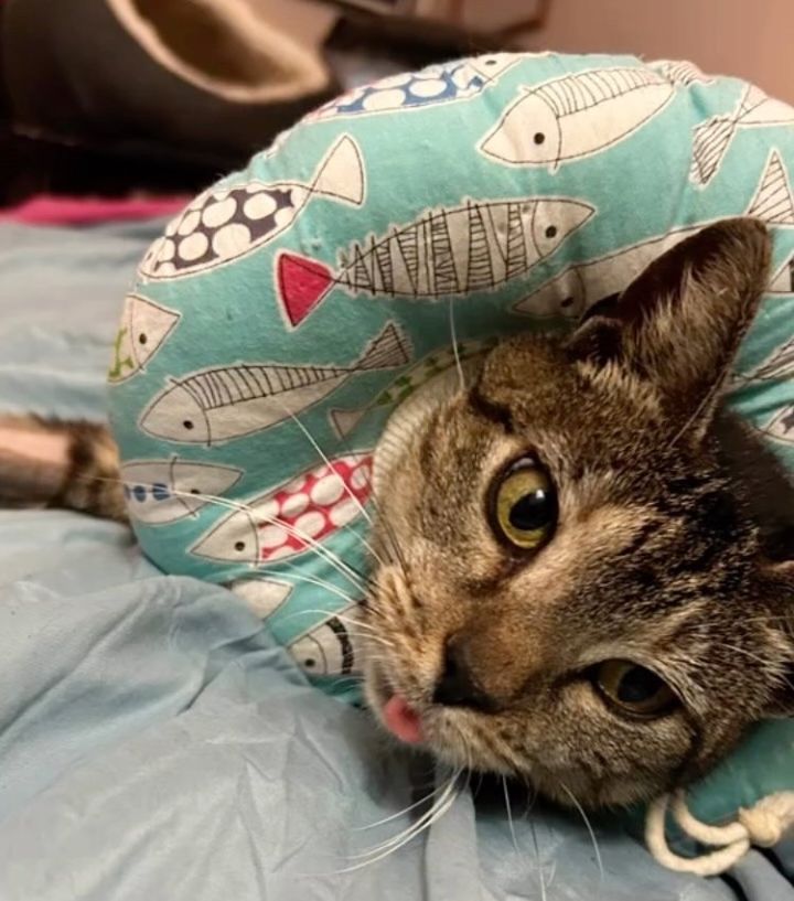 cat cone donut