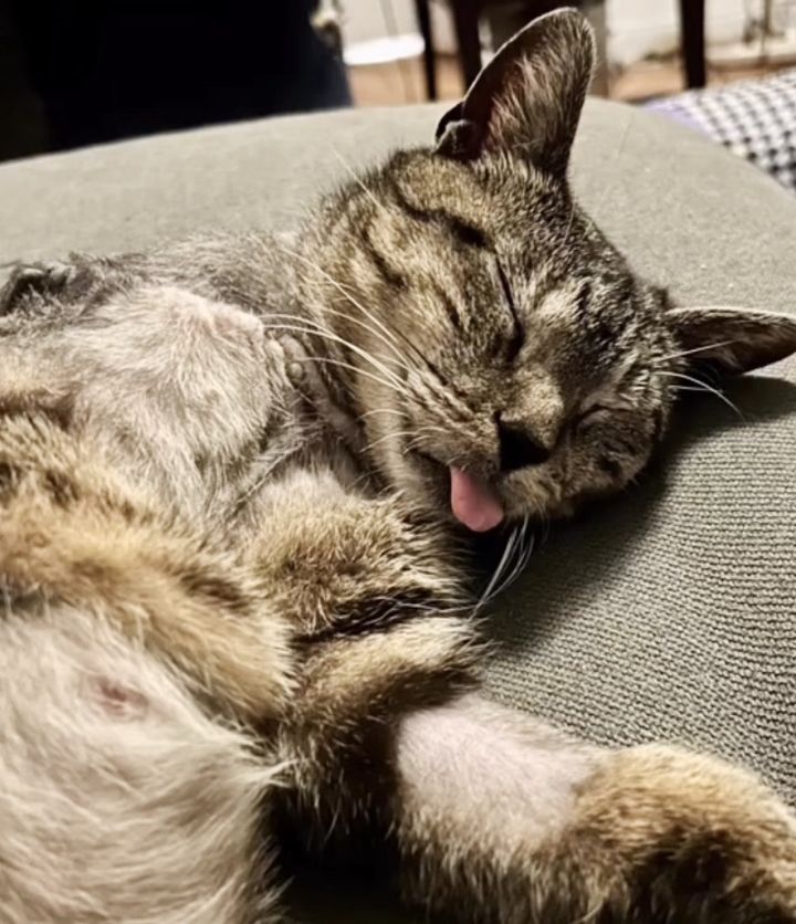 sleeping cat tongue