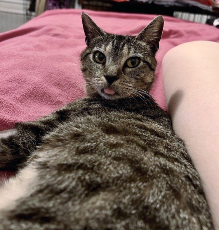 tabby cat tongue out