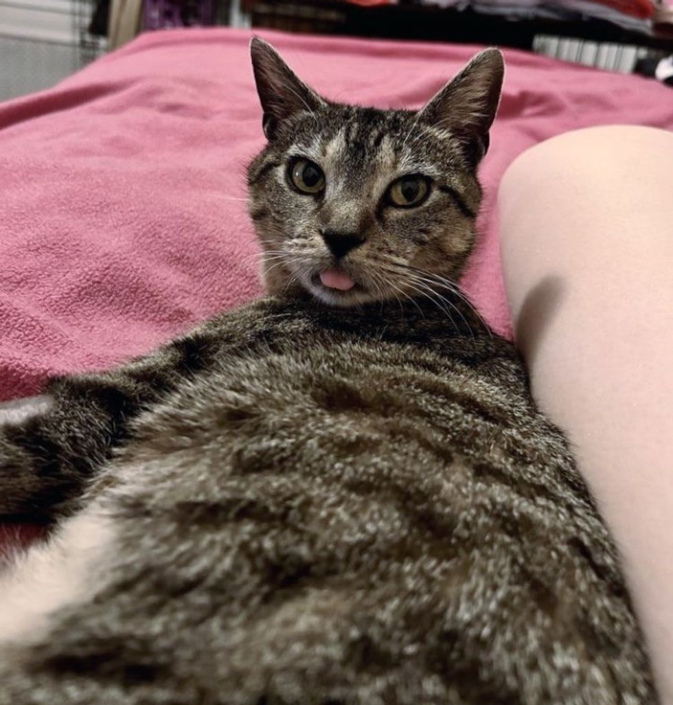 tabby cat tongue out
