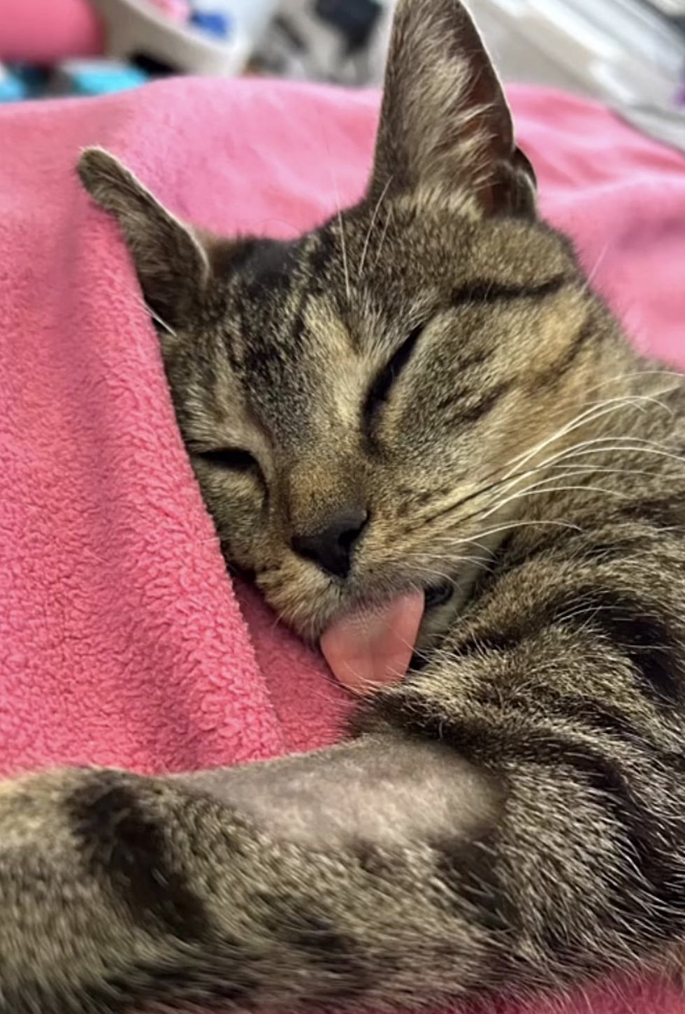 tabby cat sleeping tongue