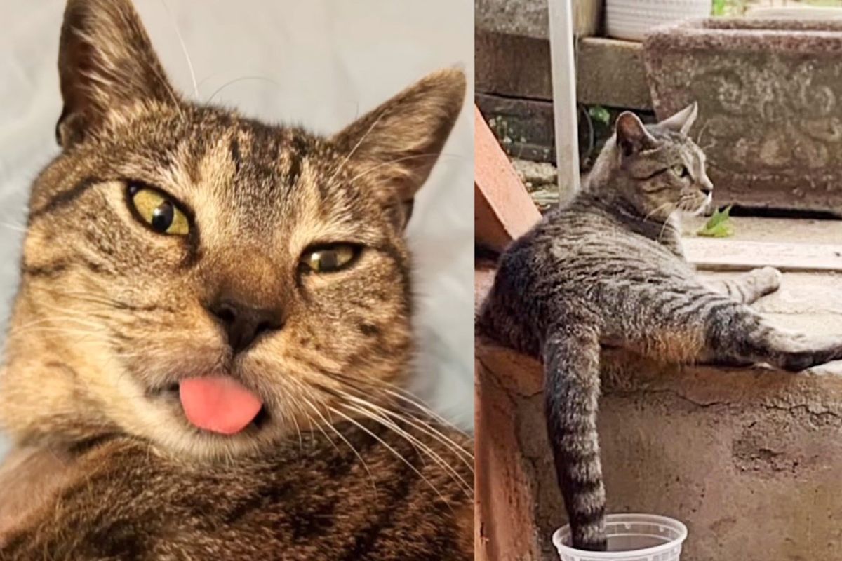 Cat Sat Outside Waiting for Someone to Notice Her, Now She Follows People Around, Giving Them Her Best Bleps