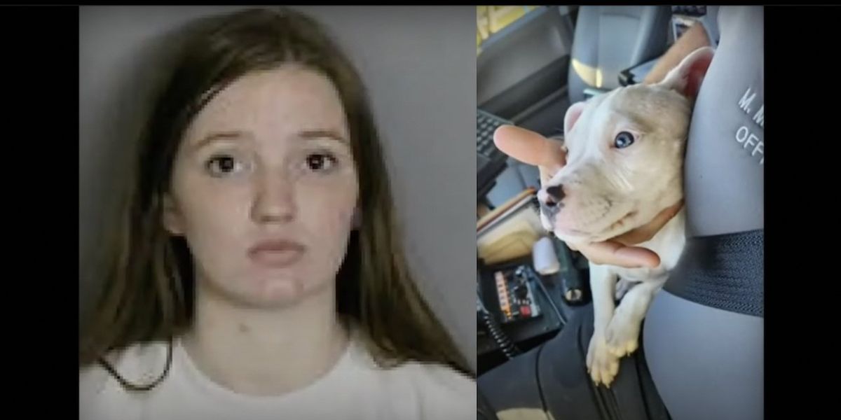 NextImg:Baby's fingers amputated after mom leaves her alone with pit bull puppy, hears screams, finds dog chewing on child's hand, officials say