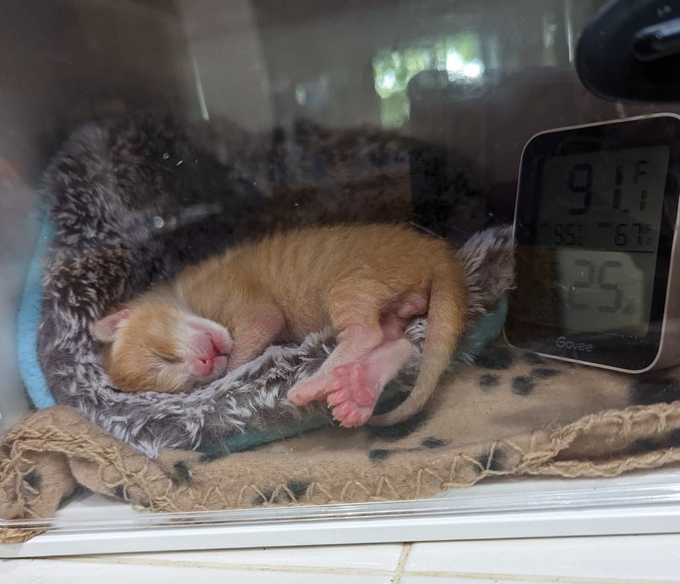 sleeping kitten extra toes