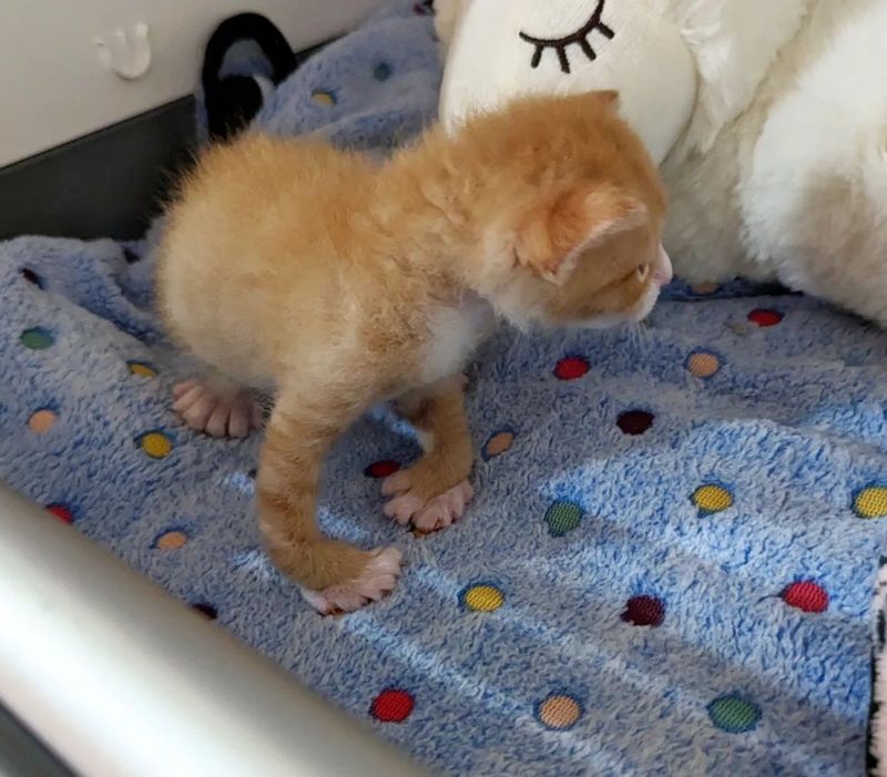 ginger kitten mitten paws, twisted legs kitten