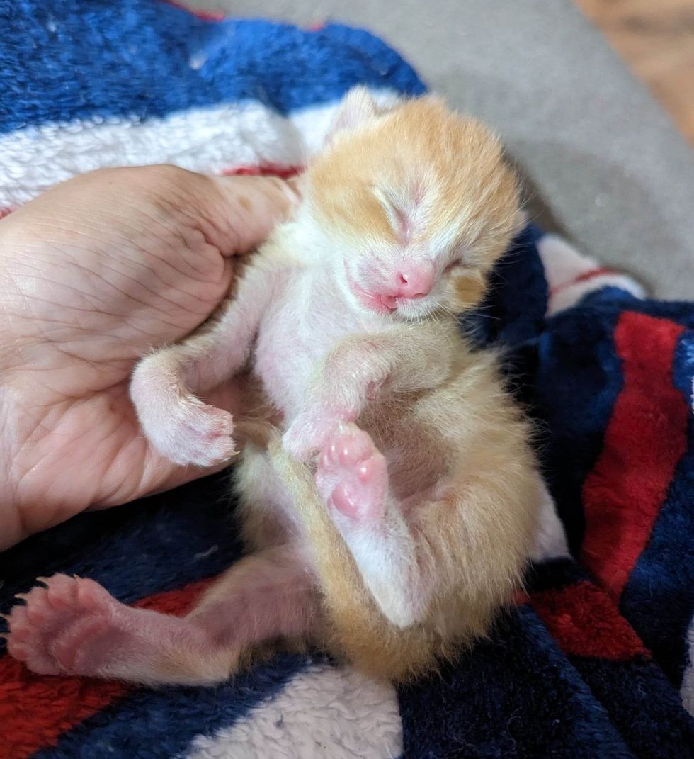 Kitten with twisted legs, extra toes