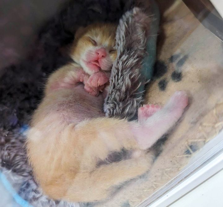 sleeping sweet kitten macaroni