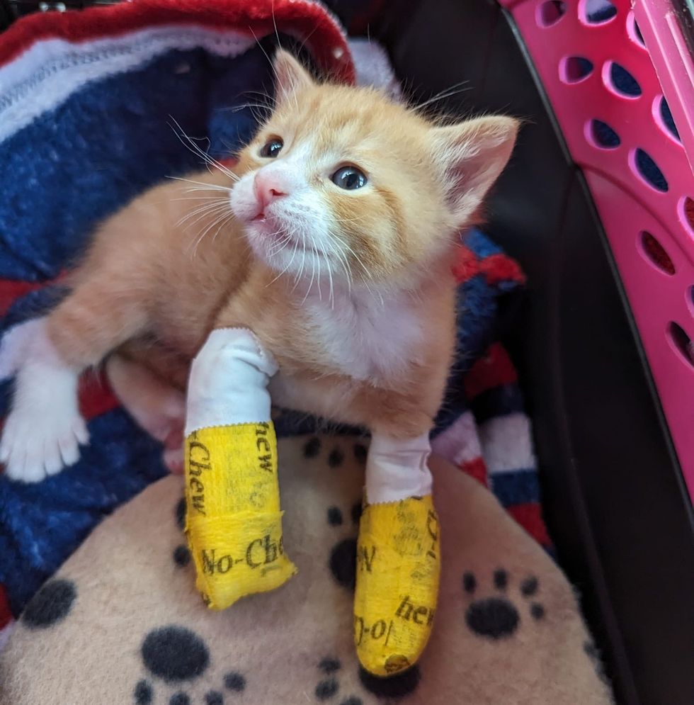 Kitten wrapped around a splint