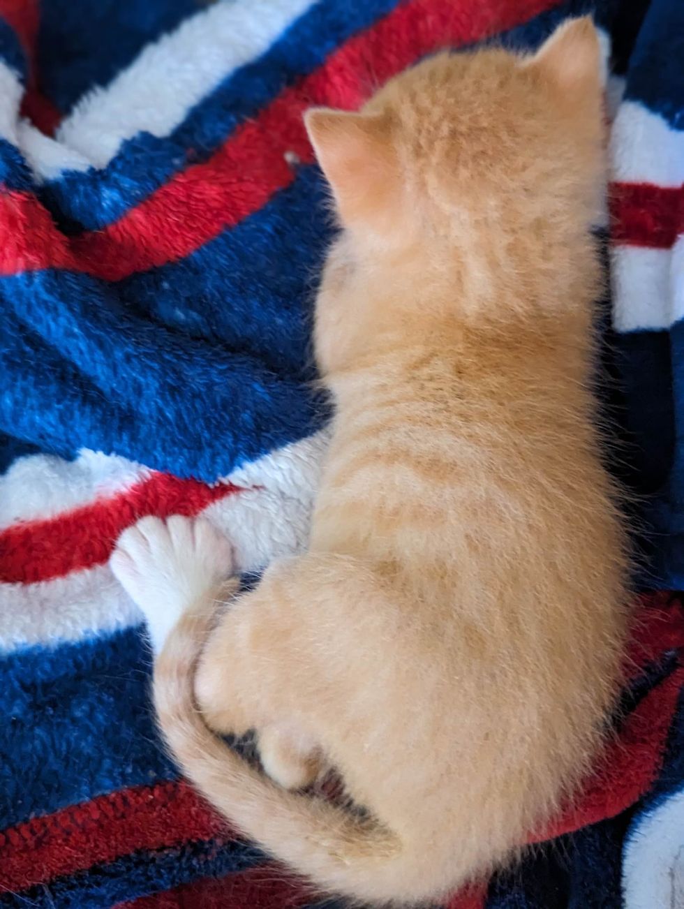 ginger kitten paw